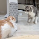 夜中に弟と遊びたくて誘ってみたらまさかの反応が返ってきて兄猫がこうなっちゃいました…