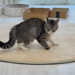 遊びたがってる猫をスルーし続けたらついに我慢の限界が来てこうなっちゃいました…笑