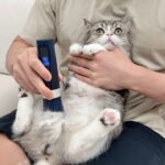生まれて初めて猫のお腹の毛をバリカンで丸刈りにしたらまさかのこうなっちゃいました…