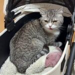 おやつに釣られてついてきたら病院だったときの猫がこうなっちゃいました…