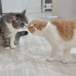 病院から帰ってきた兄を心配してる猫がまさかのこうなっちゃいました…