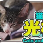 猫様と光様