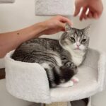 猫が寝てる間にこっそり薬を塗ろうとしたら途中でバレてこうなっちゃいました…