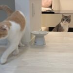 弟を遊びに誘ったのに完全に無視された兄猫の反応が可愛すぎましたwww