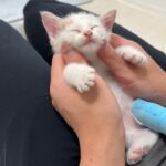 怪我してた生後1か月の子猫を連れて帰ったら初日でまさかのこうなっちゃいました…笑