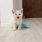 足を骨折してた生後1か月の子猫を保護して家に連れて帰ったら不安でこうなっちゃいました。