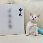 足を骨折して保護された生後1ヶ月の子猫の名前を決めたらこうなりました！