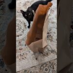 紙袋に入る方法が斬新な猫😺 – Black cats and a paper bag – #shorts #cat