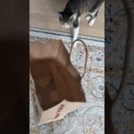 猫の紙袋チェック😺 – Cats and a paper bag – #shorts #cat