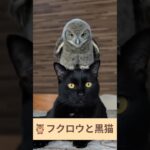 フクロウと仲良しな黒猫🦉 – Cats and owls – #shorts #cat