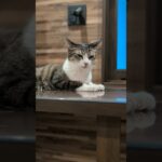 動作がゆっくりな猫😺 – Cats move slowly – #shorts #cat