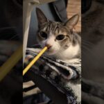 玩具を嗅ぐキジ猫😺 – Cats sniffing a toy – #shorts #cat