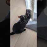 爪研ぎ大好きな黒猫😺 – Cute Black Cats – #shorts #cat