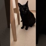 隠れているつもり黒猫😺 – He thinks he’s hiding – #shorts #cat