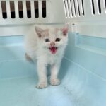 【緊急】足を怪我した生後１ヶ月のシャーシャー子猫を保護しました。