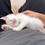 骨折してた生後１ヶ月の子猫を連れて帰って看病したら母猫と認識されて離れなくなっちゃいました…