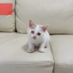 我が家の新入り子猫について。
