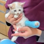 怪我してた生後１ヶ月の子猫を病院に連れて行ったら悲しい事実が発覚しました。