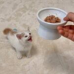 怪我してた生後１ヶ月の子猫を保護して初めて離乳食をあげたらこうなっちゃいました…