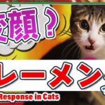 猫のフレーメン反応って何？