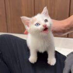 怪我してた生後１ヶ月のシャーシャー子猫を連れて帰ったらとんでもない甘えんぼになって困ってます…